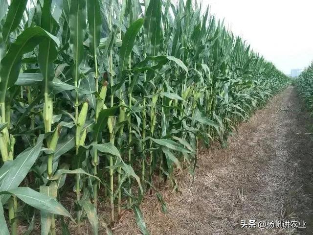 中农大678玉米品种的国审公告,京农科737玉米品种的国审公告(1)