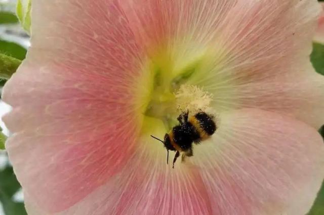蜜蜂指生活中的哪些人,蜜蜂性格代表人物(4)