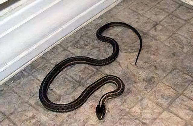 家中经常出现蛇的预兆,家周围频繁出现蛇是什么预兆(3)