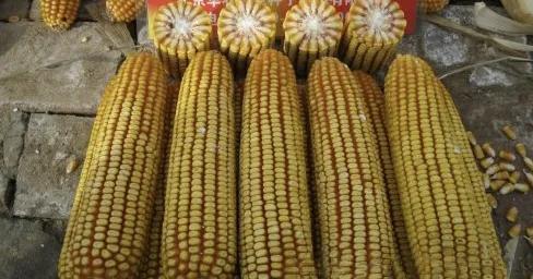 22行到24行的高产玉米种子,金冲一号玉米种子详细说明(5)