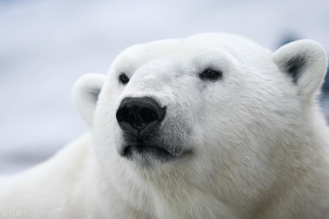 北极熊的毛是保护色吗,北极熊的毛是无色的还是有色的(1)