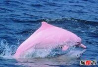 极为罕见的粉红瓶鼻海豚，全身都是粉色萌化人心