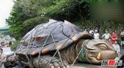 1965黄河巨龟哪去了，关于黄河国家不敢说的怪事