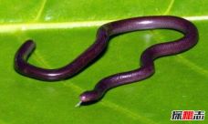 世界上最小的蛇，钩盲蛇(长15厘米能钻进人的耳朵)