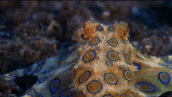 世界上最毒的章鱼，蓝环章鱼(全身毒液可秒杀26人)