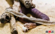 澳大利亚死亡蝮蛇，毒液比等质量黄金更贵(图片)