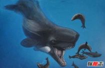 海洋最强霸主：梅尔维尔鲸长17米重65吨（所向披靡）