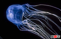 世界上十大危险的海洋动物 第九堪称水下魔鬼(附图)