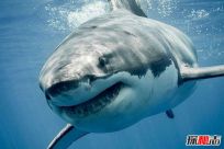 世界上最强的三大鲨鱼 ，第3虎鲨长6米，第一常上荧屏