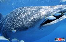 哪些海洋生物濒临灭绝?盘点海洋最珍惜的10大鱼类