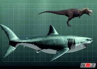 地球最强生物前三名 巨齿鲨咬合力超强海洋霸主