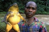 现存体型最大的蛙类：巨谐蛙，长达1米(等同3-4岁小孩)