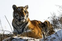 最大的猫科动物：东北虎，最长可达3.5米/重384公斤