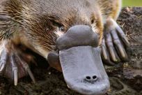 鸭嘴兽是什么动物?鸭嘴雷达腿藏毒刺(出现于2500万年前)