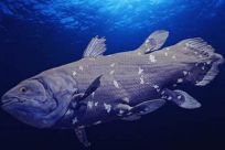 矛尾鱼还有多少只?1952年至今只捕获80条(4亿年前远古鱼类)