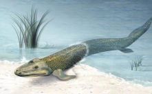 潘氏鱼是人类的祖先？海陆动物的过渡物种（3.8亿年的鱼）