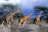 长颈鹿的祖先是什么？脖子和腿都不长(被误认为远古斑马)