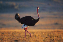 鸵鸟的祖先近似驼龙长有长尾，奔跑跳跃能力极强
