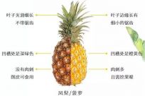 凤梨和菠萝的区别，学会三招轻松区分（吃一口生涩的是菠萝）
