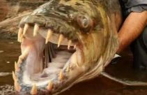 秘鲁食人鱼吃小孩事件揭秘 真的有食人鱼将小孩吃掉?