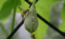 佛手瓜的籽可以吃吗 可以吃（口感不好营养价值不高）