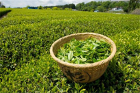 绿茶是酸性还是碱性 含多种纯天然植物碱(平衡体内酸碱)