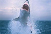 鲨鱼是否害怕海豚 鲨鱼为什么会害怕海豚