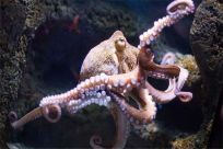 章鱼的痛觉是人的几倍 章鱼自身有痛觉吗（十几倍）
