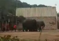 长沙生态动物园大象踩死驯兽员 现场视频曝光惨不忍睹