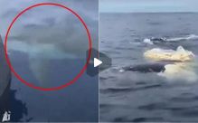 大白鲨围着渔船拼命绕圈 接下来的一幕渔民看惊了(视频)