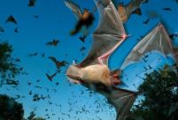 恐怖！30万蝙蝠聚集攻陷小镇 翼展2米长主动攻击人类被吓坏