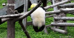 网友看直播时发现大熊猫吊木架上一动不动 结局让人心碎