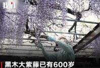 600岁巨型紫藤花被全部剪掉 原因让人惋惜