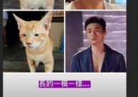 杨丞琳认证李荣浩撞脸猫咪 网友：这就是相爱相杀