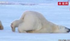 北极熊在水下走路的样子 没想到私底下这样啊