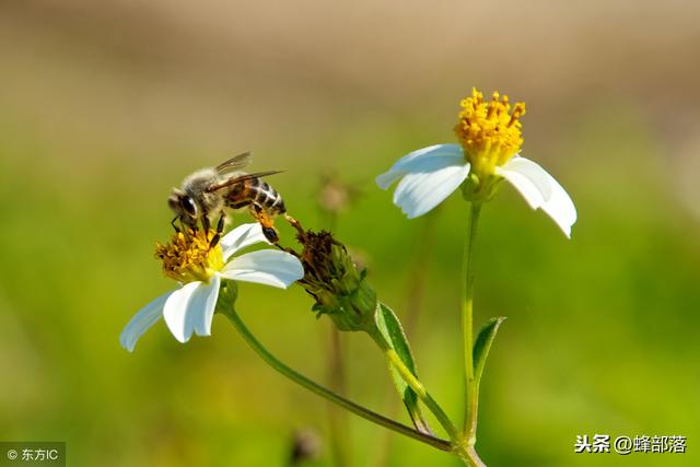 蜜蜂的采蜜范围,蜜蜂怎么采蜜有什么规律呢(3)