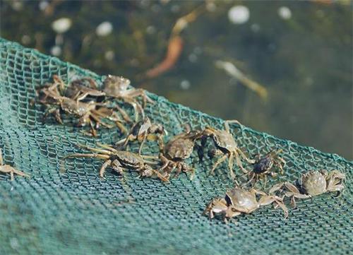 河蟹每亩地放多少苗,河蟹每亩放多少苗(3)