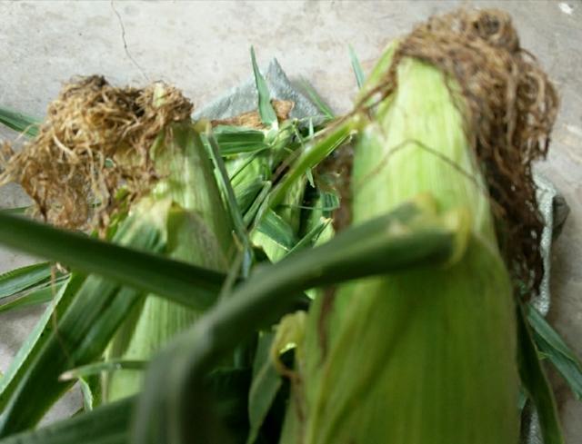 玉米棒长出来后需要多久成熟,刚摘的玉米棒还能再长吗(5)
