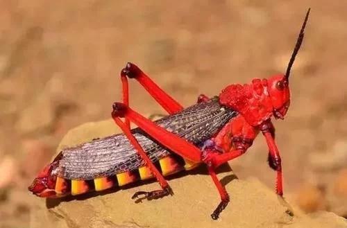 什么样的蝗虫具有毒性,中国常见的蝗虫有哪些(2)
