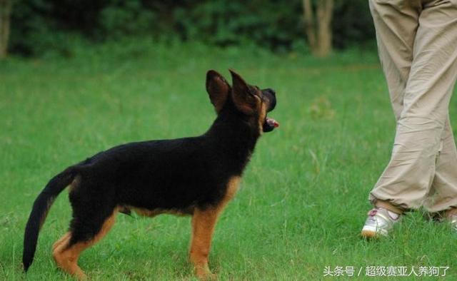 德牧幼犬的最佳训练方法,幼犬德牧训练教程18个技巧(5)