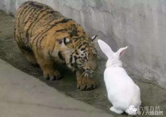 老虎为什么怕兔子,兔子遇到老虎怎么逃生(1)