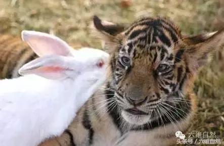 老虎为什么怕兔子,兔子遇到老虎怎么逃生(4)