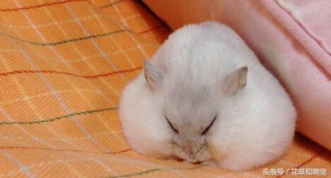 仓鼠睡觉的样子,仓鼠睡觉的样子作文(4)