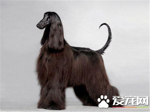 金脚猎犬缺点,太仓猎犬大体型和小体型的区别(2)