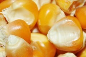 做爆米花的玉米是什么玉米,做爆米花的玉米是哪种玉米(4)