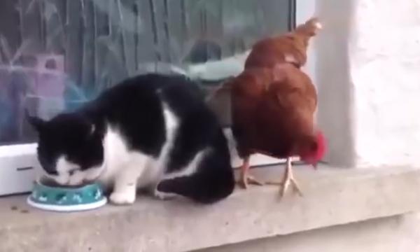 公鸡vs猫,猫和公鸡打架哪个更厉害(1)