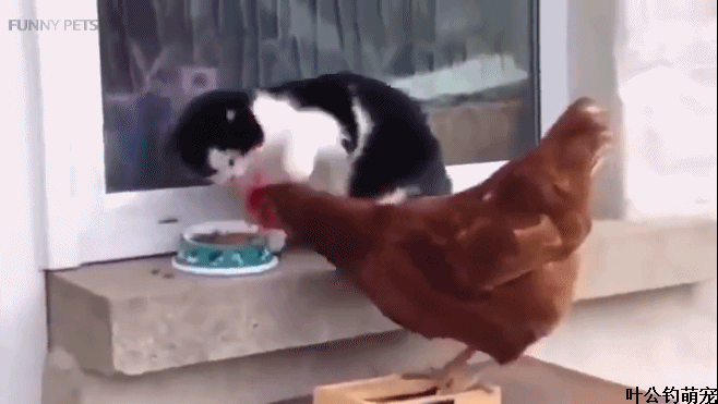 公鸡vs猫,猫和公鸡打架哪个更厉害(4)