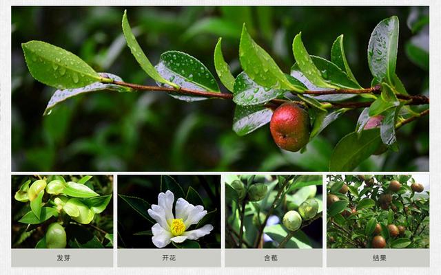 茶油树施肥的最佳时间和方法,茶油树施什么肥什么时间施最好(3)