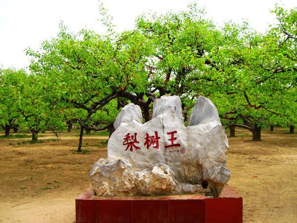 砀山以前属于江苏省吗,砀山原来是江苏的吗(3)