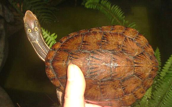 四眼斑龟的养殖方法图解,室内养四眼斑龟注意事项(1)